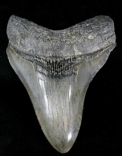 Serrated Megalodon Tooth #21730